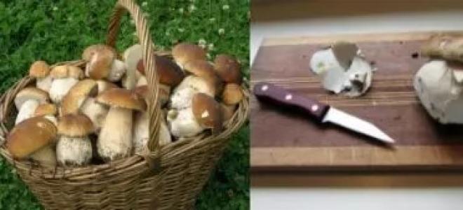 Сколько варить белые грибы перед заморозкой, жаркой, маринованием?