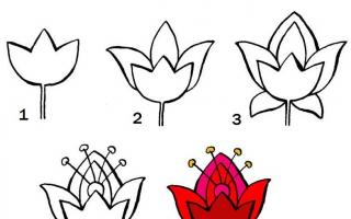 Как нарисовать цветы поэтапно Как нарисовать цветы для начинающих детей