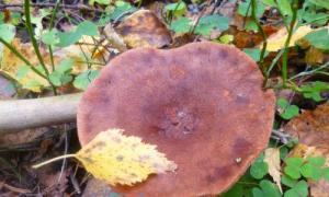 Горькушка: описание и особенности гриба Гриб горянка описание