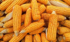 Варим вкусную кукурузу в початках правильно: секреты приготовления